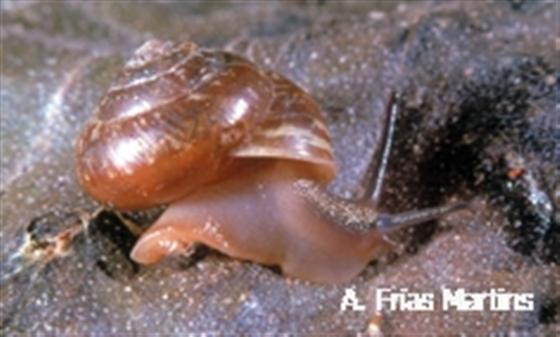 Leptaxis terceirana (Morelet, 1860)